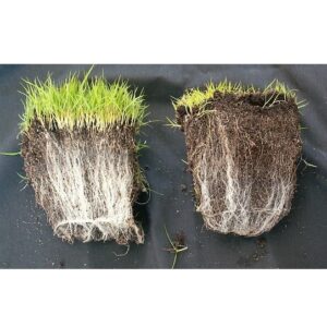 Mycorrhiza Sammenligning