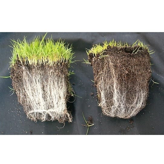 mycorrhizasammenligning Mycorrhiza Sammenligning