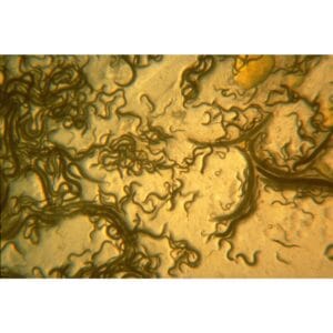 AquaNemix-1.25-v-3 Birchmeier AquaNemix