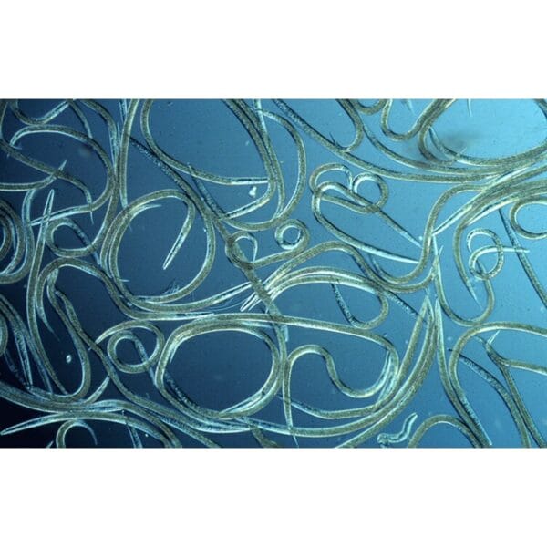 AquaNemix-1.25-v-4 Birchmeier AquaNemix