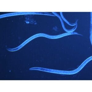 AquaNemix-1.25-v-5 AquaNemix-1.25-v-5