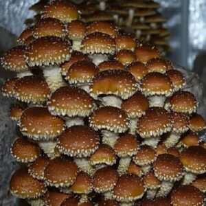 Bøkeskjellsopp Chestnut Mushroom