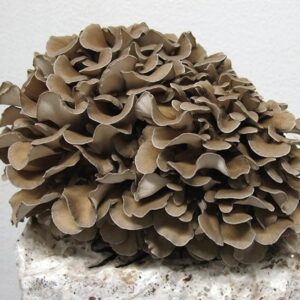 Korallkjuke Hen of the woods Maitake