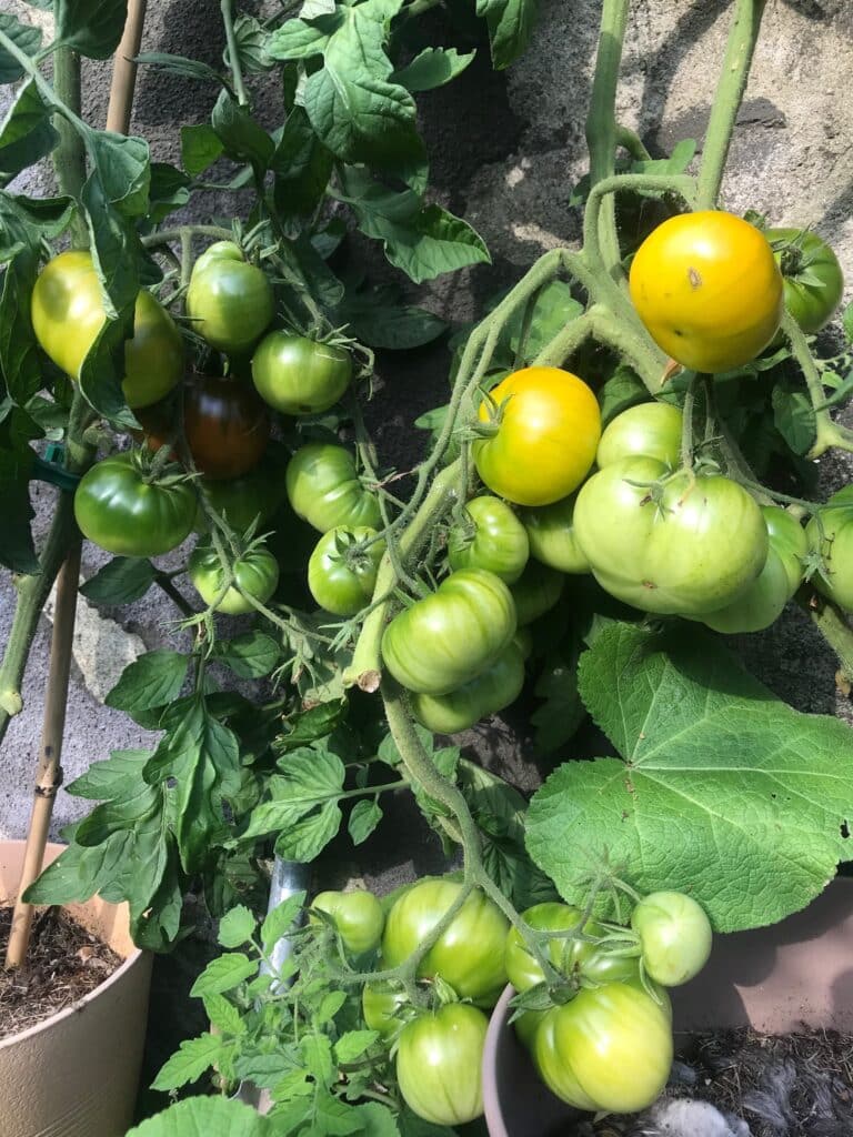 Tomater sommer sant