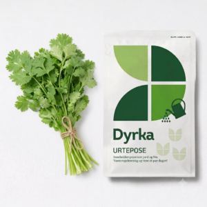 dyrka koriander