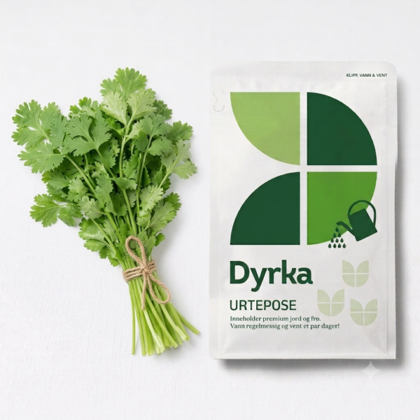 koriander dyrka koriander